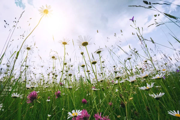 Marguerites sur un champ — Photo