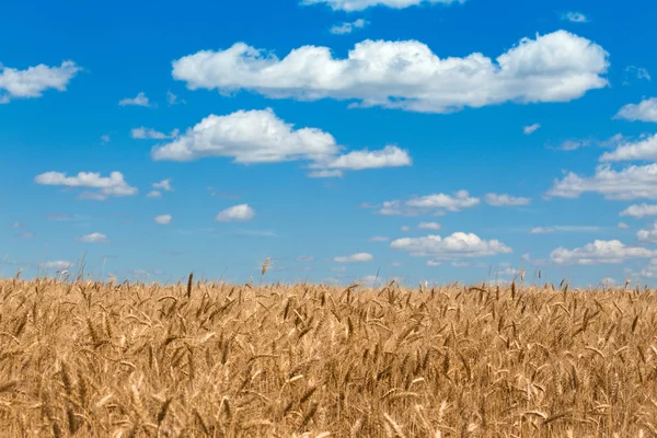 Vista al campo de trigo —  Fotos de Stock