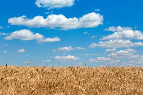 Blick auf das Weizenfeld — Stockfoto