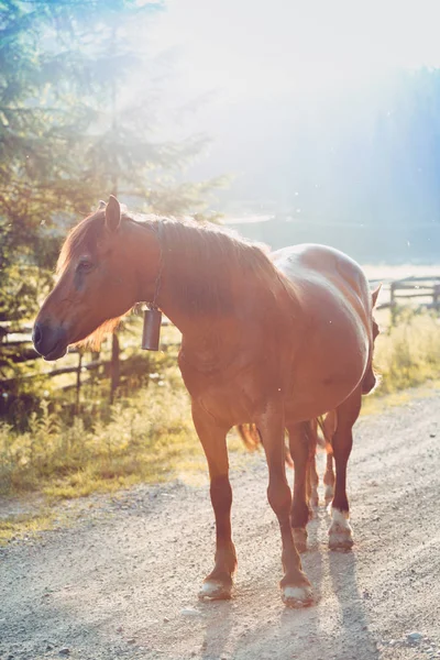 日没時に馬が — ストック写真
