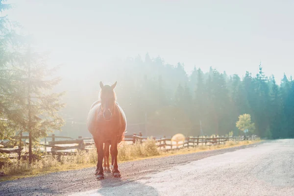 Paarden in de zonsondergang — Stockfoto