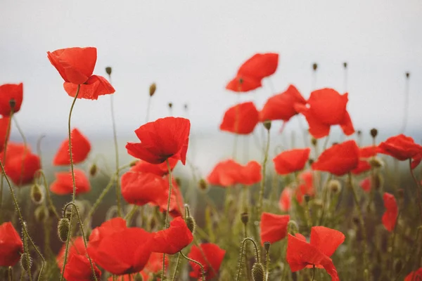 Poppies alan — Stok fotoğraf