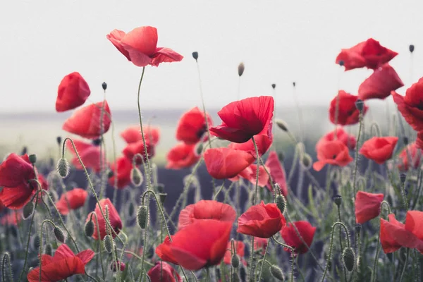 Poppies alan — Stok fotoğraf