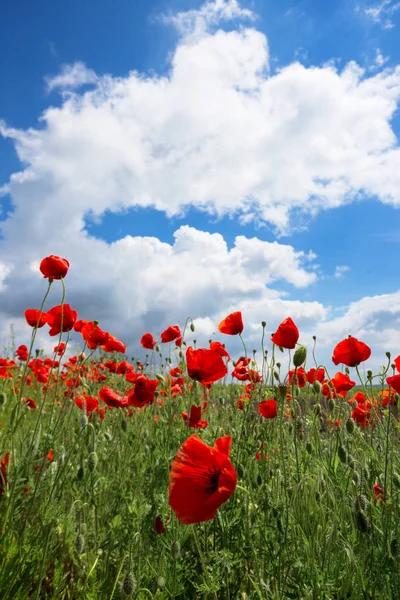 Het veld papavers — Stockfoto