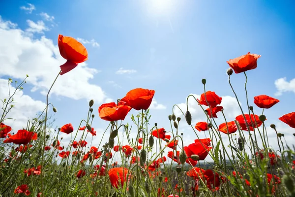 Het veld papavers — Stockfoto