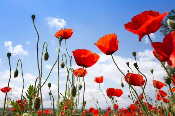 Le champ de coquelicots — Photo