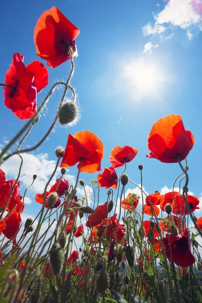 Het veld papavers — Stockfoto