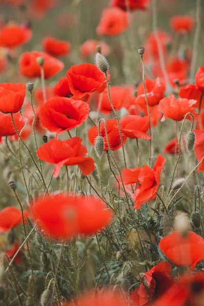 Poppies alan — Stok fotoğraf