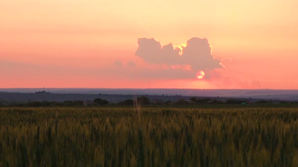 Κόκκινο Ήλιο Πίσω Από Όμορφα Σύννεφα Πάνω Από Χωράφι Σιταριού — Αρχείο Βίντεο