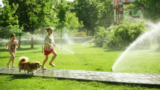 Mädchen Spielen Mit Dem Hund Auf Der Parkwiese Mit Gießkannen — Stockvideo