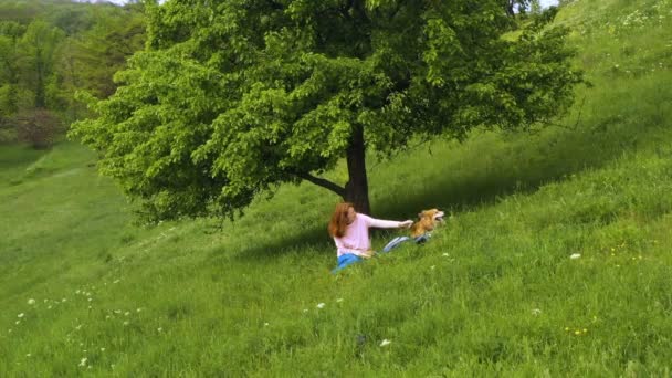 Güzel Doğal Parkta Ağacın Altında Bir Çim Üzerinde Oturan Corgi — Stok video