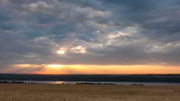 Zonsopgang Boven Het Tarwe Veld Bij Bewolkte Ochtend Timelapse — Stockvideo