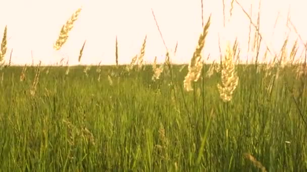 Gras Wind Auf Der Abendwiese — Stockvideo