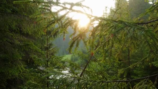 Pôr Sol Floresta Pinheiros Com Raios Sol Quente — Vídeo de Stock