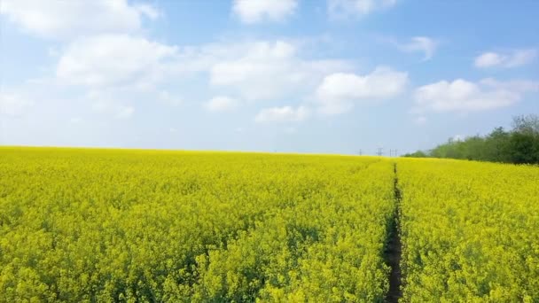 Gelukkig Mooi Meisje Genieten Bloeiende Koolzaad Veld Heldere Zonnige Dag — Stockvideo