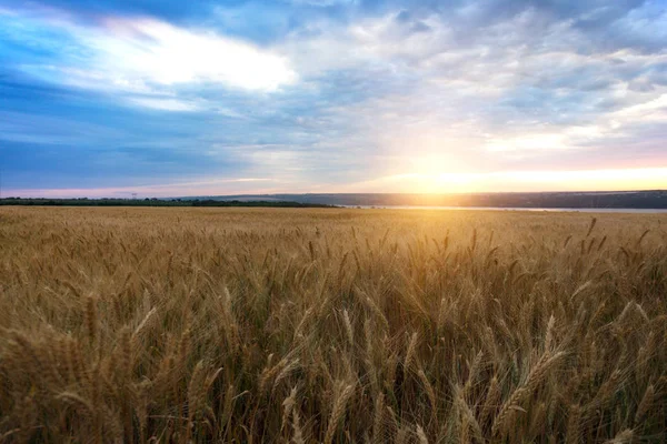 Восход солнца над пшеничным полем — стоковое фото