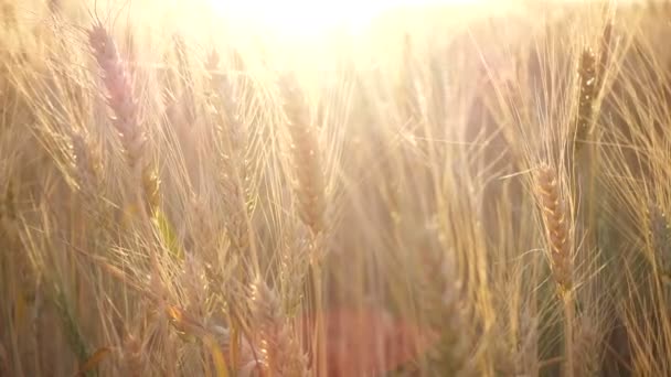 Paisaje Verano Con Campo Trigo Por Noche Atardecer — Vídeo de stock