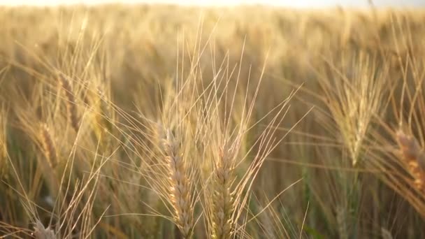 夕暮れ時の麦畑のある夏の風景 — ストック動画