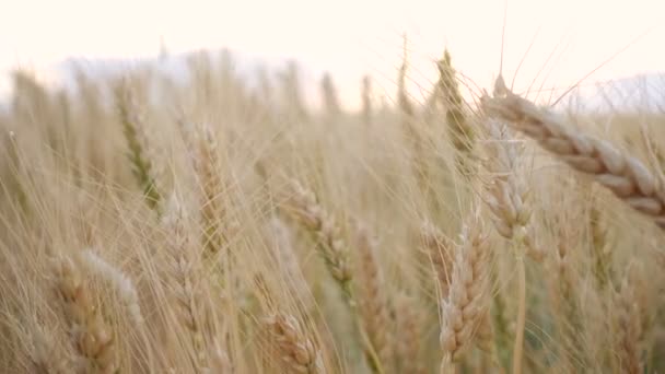 Sommerlandschaft Mit Abendweizenfeld Bei Sonnenuntergang — Stockvideo