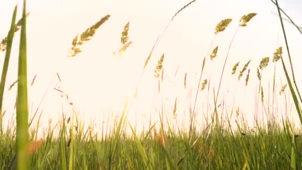 Akşam Çayırbir Rüzgar Sıcak Yaz Daygrass Onun Kırsal Bahçede Çalışan — Stok video