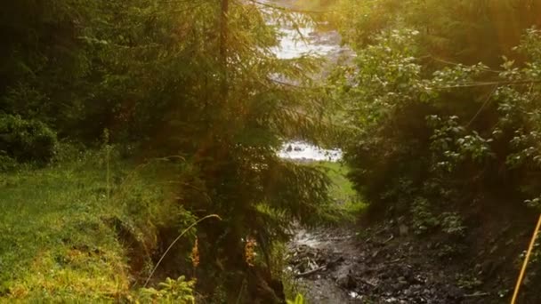 Coucher Soleil Dans Forêt Pins Avec Les Rayons Soleil Couchant — Video