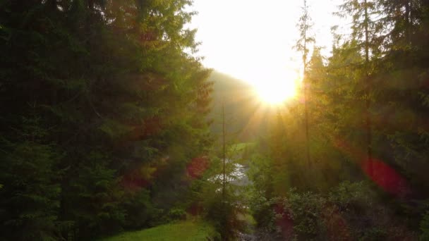 Sunset Pine Trees Forest Rays Warm Setting Sun — Stock Video