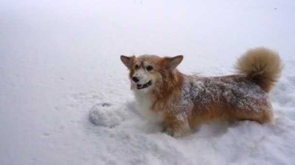 在阳光明媚的冬日 科尔吉蓬松的在深深的雪边奔跑 — 图库视频影像