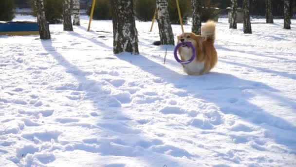 面白いウェルシュコーギーふわふわ犬遊びゴムリングおもちゃ — ストック動画