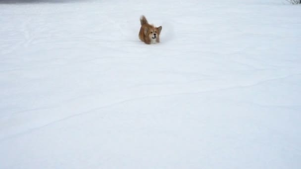在阳光明媚的冬日 科尔吉蓬松的在深深的雪边奔跑 — 图库视频影像