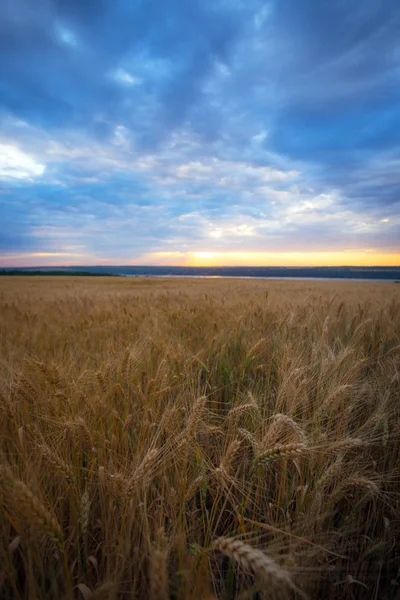 Восход солнца над пшеничным полем — стоковое фото