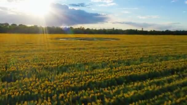 Sonnenblumenfeld Abend Zum Zeitpunkt Der Blüte Luftaufnahme — Stockvideo