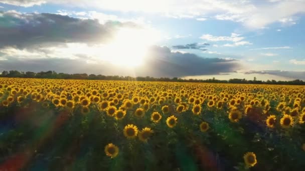 Evening Sunflower Field Time Blossom Aerial View — Stock Video