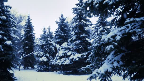 Snow Falling Fir Trees Branches — Stock Video