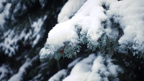 Schnee Fällt Den Tannenzweigen — Stockvideo