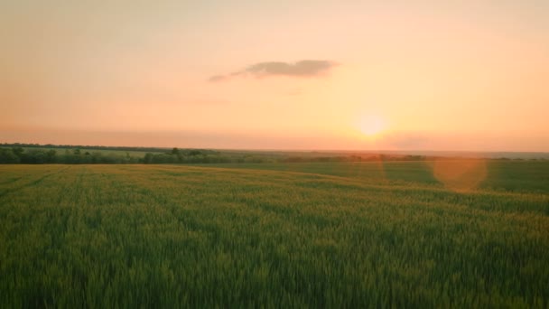 Sonnenuntergang Über Dem Weizenfeld Sommer Luftaufnahme — Stockvideo