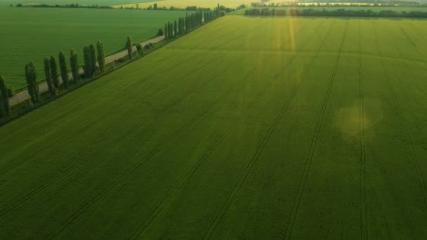 Luftaufnahme Frühsommerlicher Grüner Felder Und Straßen — Stockvideo