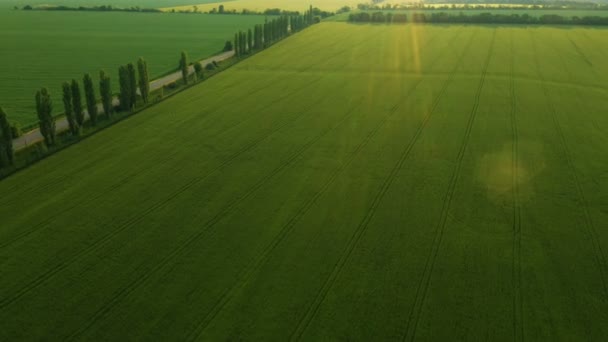 Luchtfoto Van Vroege Zomer Groene Velden Weg Die Door — Stockvideo