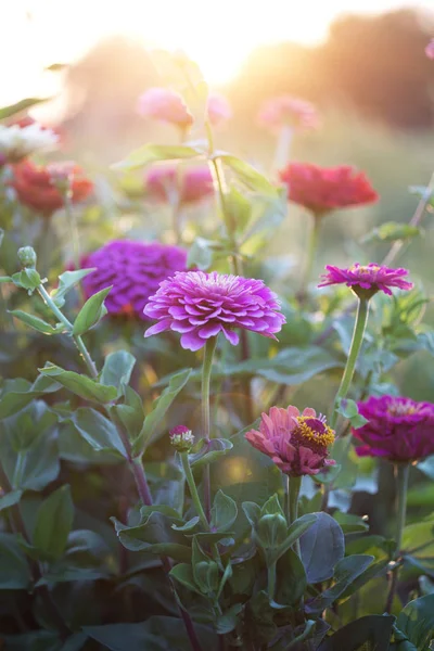 Zinnia au coucher du soleil — Photo