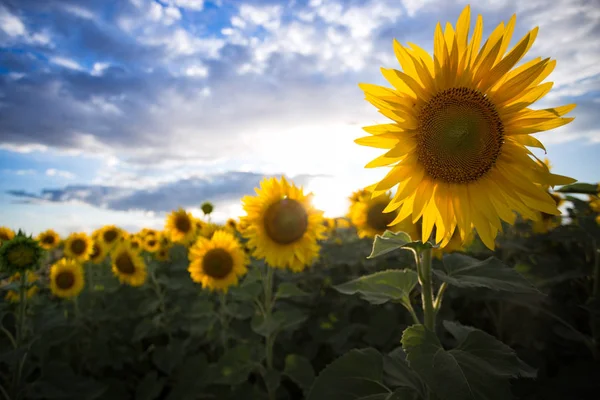 Zonnebloemen op het veld — Stockfoto