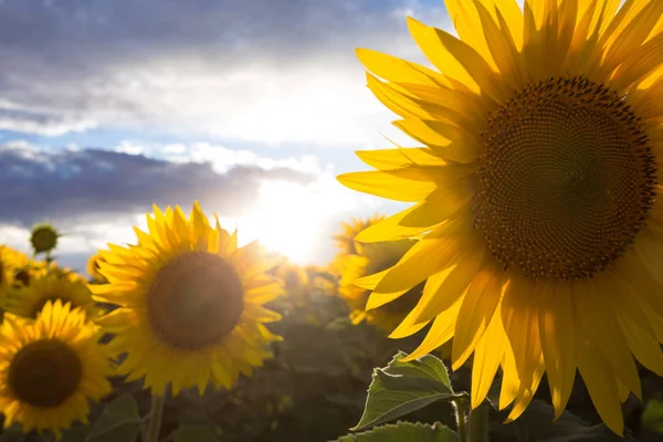 Zonnebloemen op het veld — Stockfoto