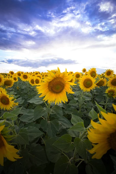 Zonnebloemen op het veld — Stockfoto