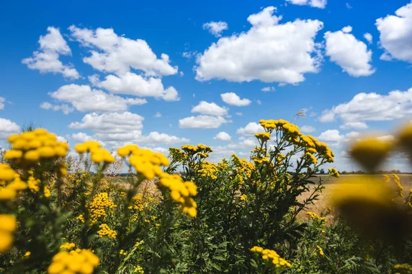 Tanacetum vulgare ellen fényes kék ég — Stock Fotó