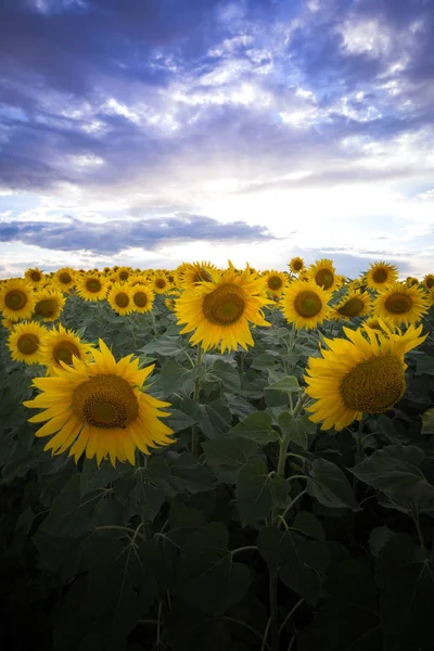 Zonnebloemen op het veld — Stockfoto