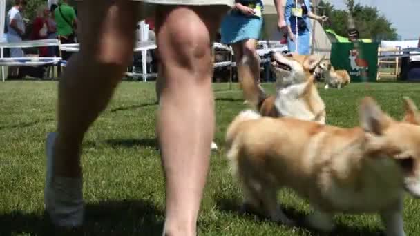 Dnipro Ucrânia Junho 2019 Cães Manipuladores Corgi Show Cães — Vídeo de Stock