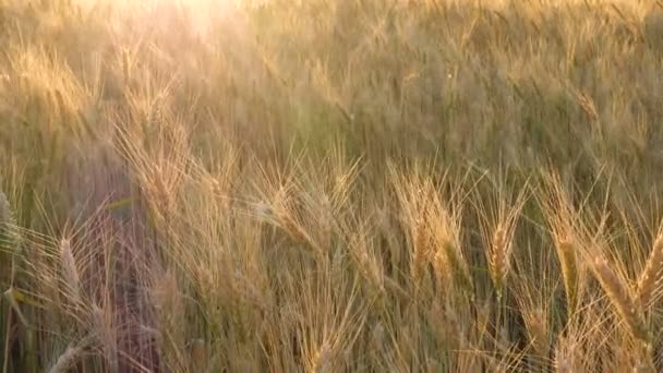 夕暮れ時の麦畑のある夏の風景 — ストック動画