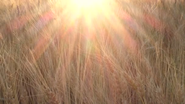 Sommerlandschaft Mit Abendweizenfeld Bei Sonnenuntergang — Stockvideo