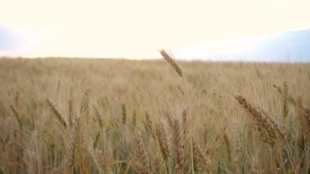 Paisaje Verano Con Campo Trigo Por Noche Atardecer — Vídeo de stock