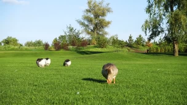 Grijze Ganzen Wandelen Een Groen Gazon Zonnige Zomerdag Goose — Stockvideo