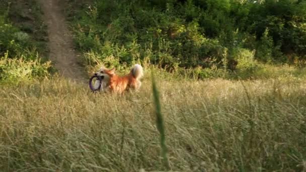 欢快的科吉狗在日落时分在森林里奔跑 — 图库视频影像
