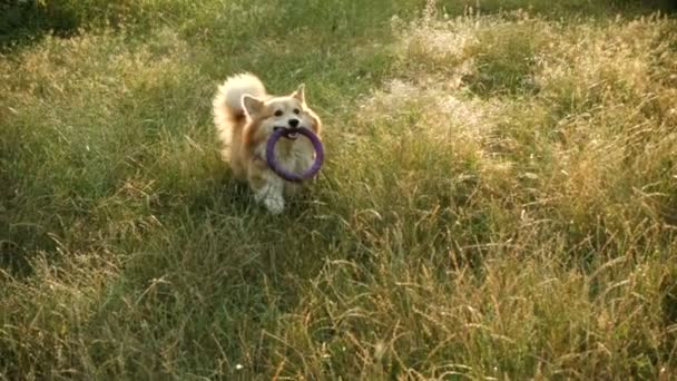 Cheerful Corgi Dog Running Forest Sunset Time — Stock Video